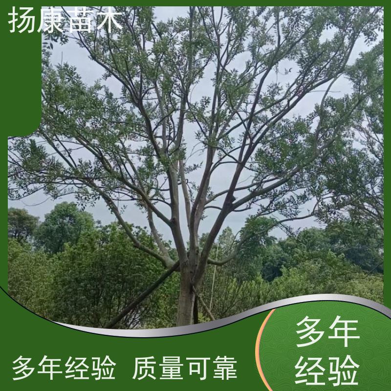 20公分丛生朴树 扬康苗木 露地 观形 主干高2.8m 风景树