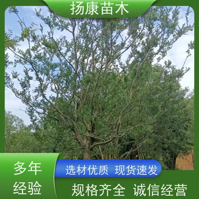 60公分丛生朴树 扬康苗木 庭院小区庭荫树 规格齐全 树形优美