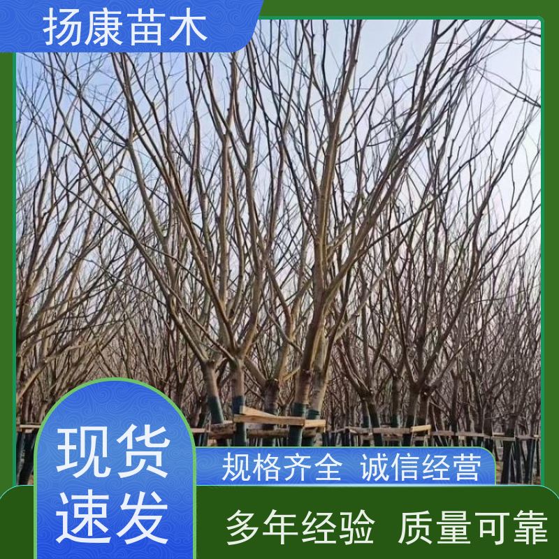 10公分丛生朴树 扬康苗木 耐寒适应力较强适合公园庭院街道公路荫树