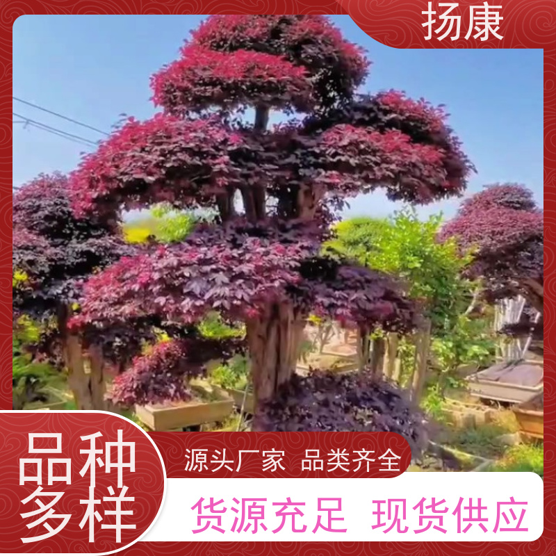 扬康 大型红花继木桩 5m高造型 多种规格桩景 基地直发