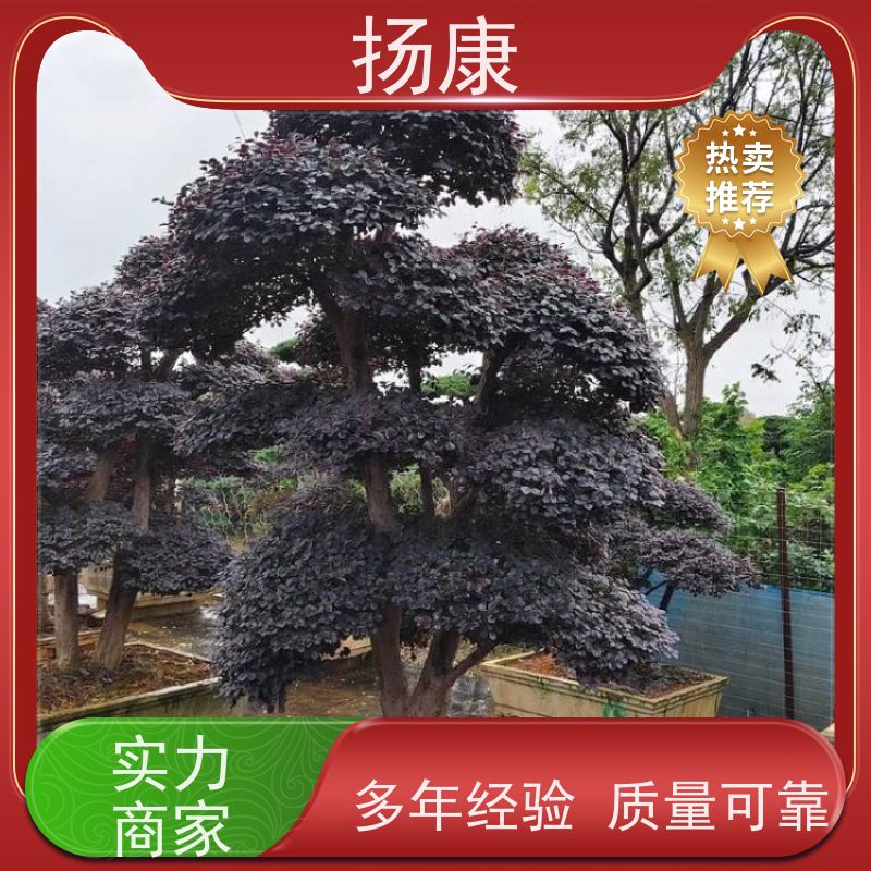 扬康 精品造型红花继木古桩 色彩鲜艳，四季可观