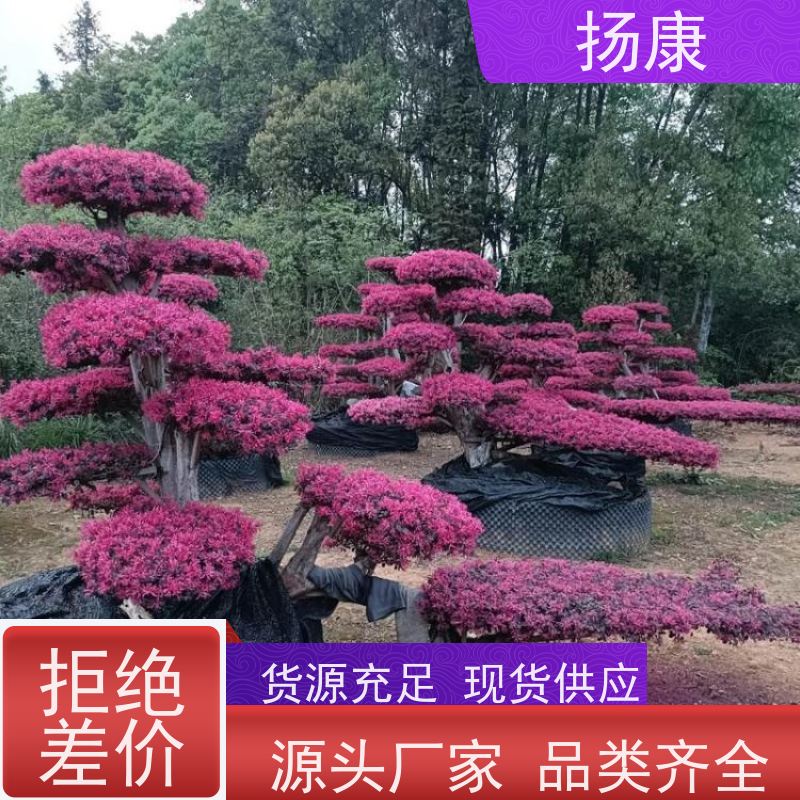扬康 红花继木古桩 景区园林绿化工程苗 庭院造景栽植观赏苗