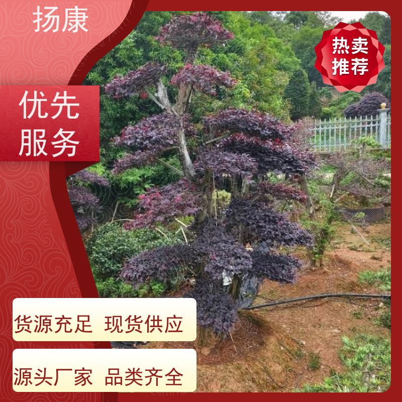 扬康 40公分红花继木桩 5m高造型 多种规格桩景 基地直发