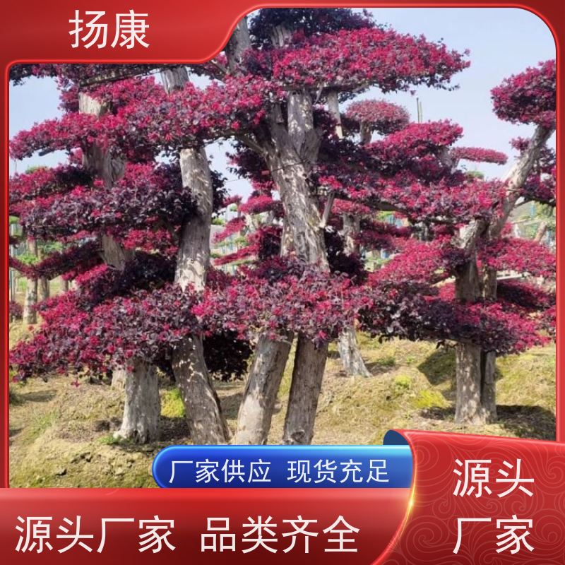 扬康 精品造型红花继木古桩 萌发力强，即使老桩移栽也成活率较高