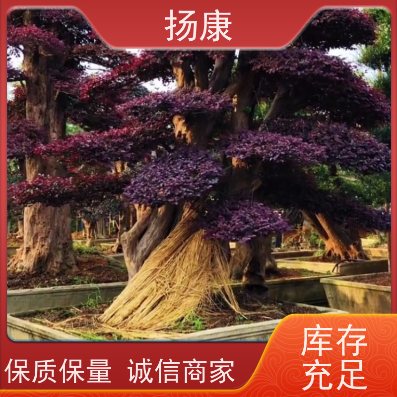 扬康 精品造型红花继木古桩 特形红桎木桩 庭院绿化优选