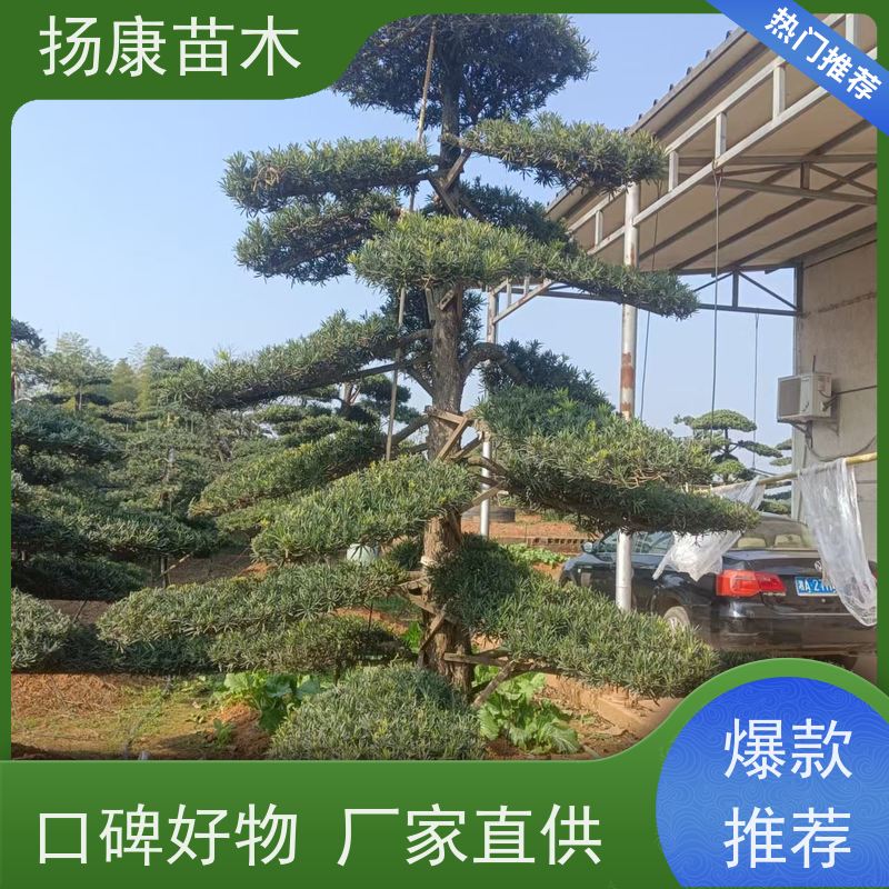 扬康苗木 全国供应 庭院小区景区别墅常绿观花盆栽 斜飘罗汉松