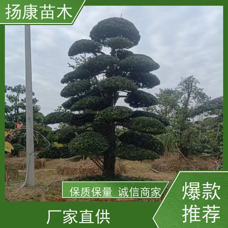 扬康苗木 规格齐全 形状优美 风景绿化树 精品造型罗汉松