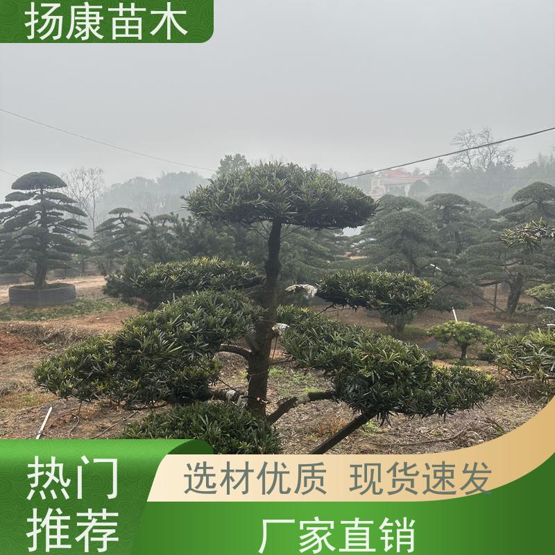 扬康苗木 H1-2米无纺布大袋苗 根须发达易成活 雀舌罗汉松
