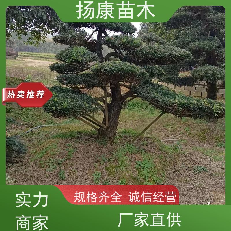 扬康苗木 可购园林造型树 绿化景观优选 冠幅3米 米叶罗汉松
