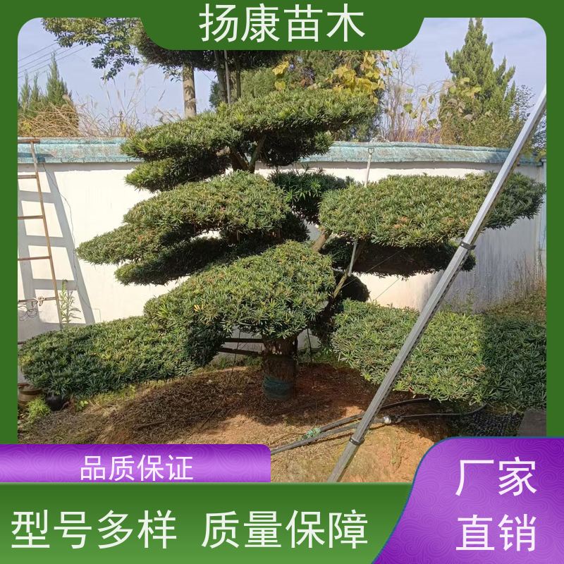 扬康苗木 景区园林绿化用 黑松 别墅庭院风景树 雀舌罗汉松