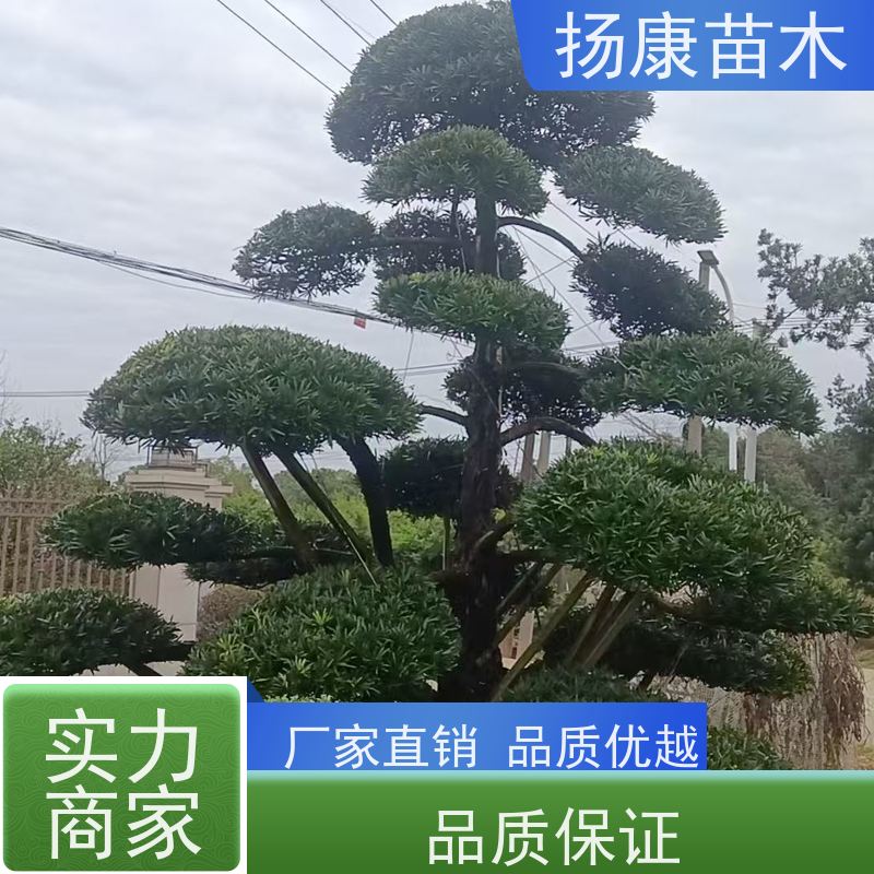 扬康苗木 基地直供 四季常青植物 多种规格可选 珍珠罗汉松