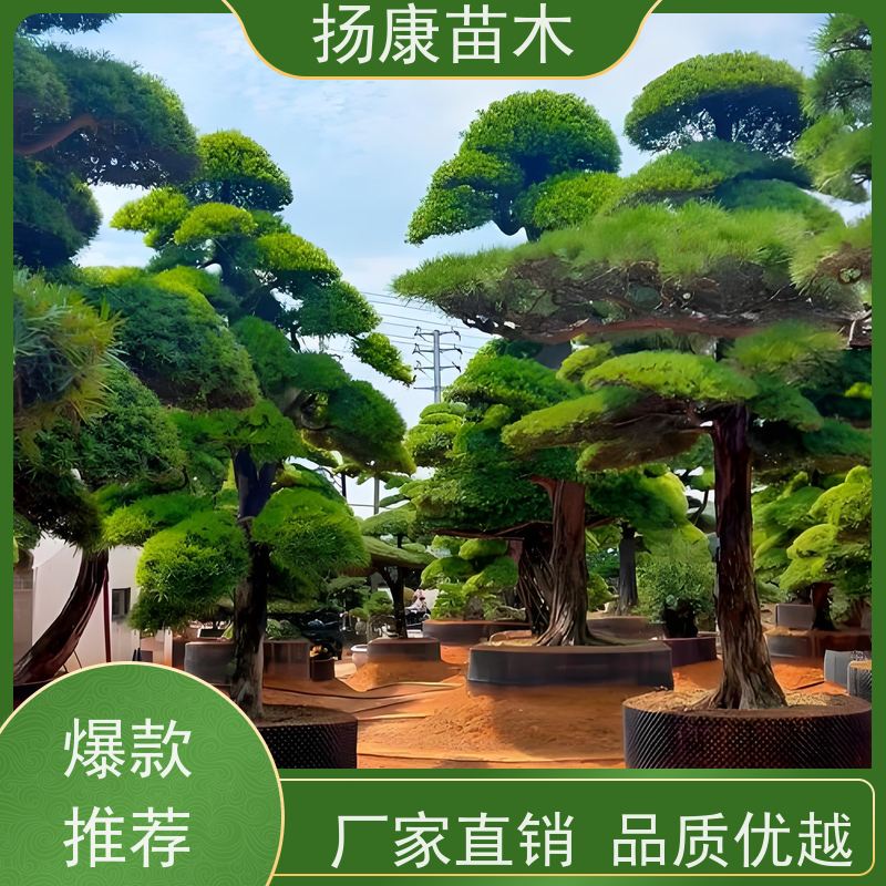 扬康苗木 美观大气 庭院园林造景树 米叶罗汉松