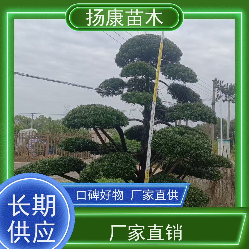 扬康苗木 规格齐全 形状优美 风景绿化树 基地供应 大叶罗汉松