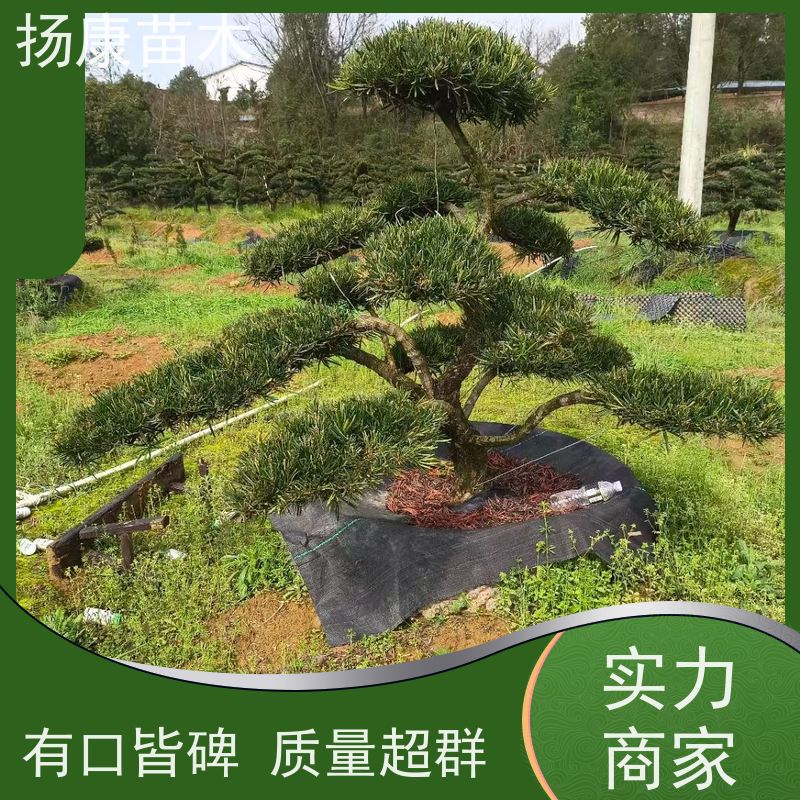 扬康苗木 美观大气 庭院园林造景树 宽叶罗汉松