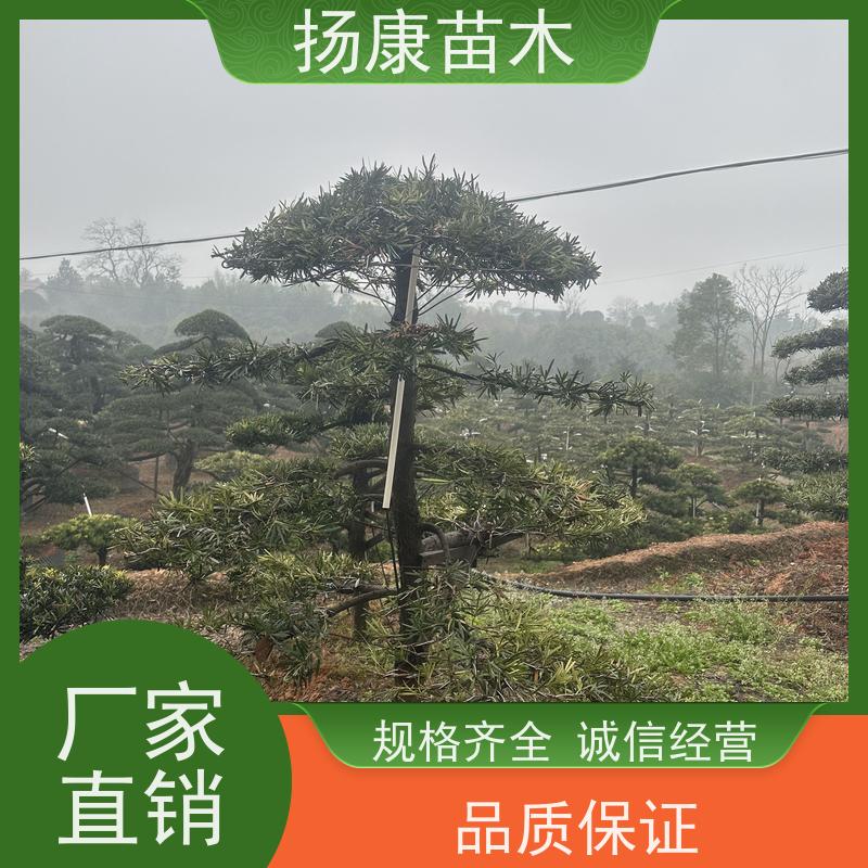 扬康苗木 规格齐全 别墅景区道路园林绿化大型造景树 斜飘罗汉松