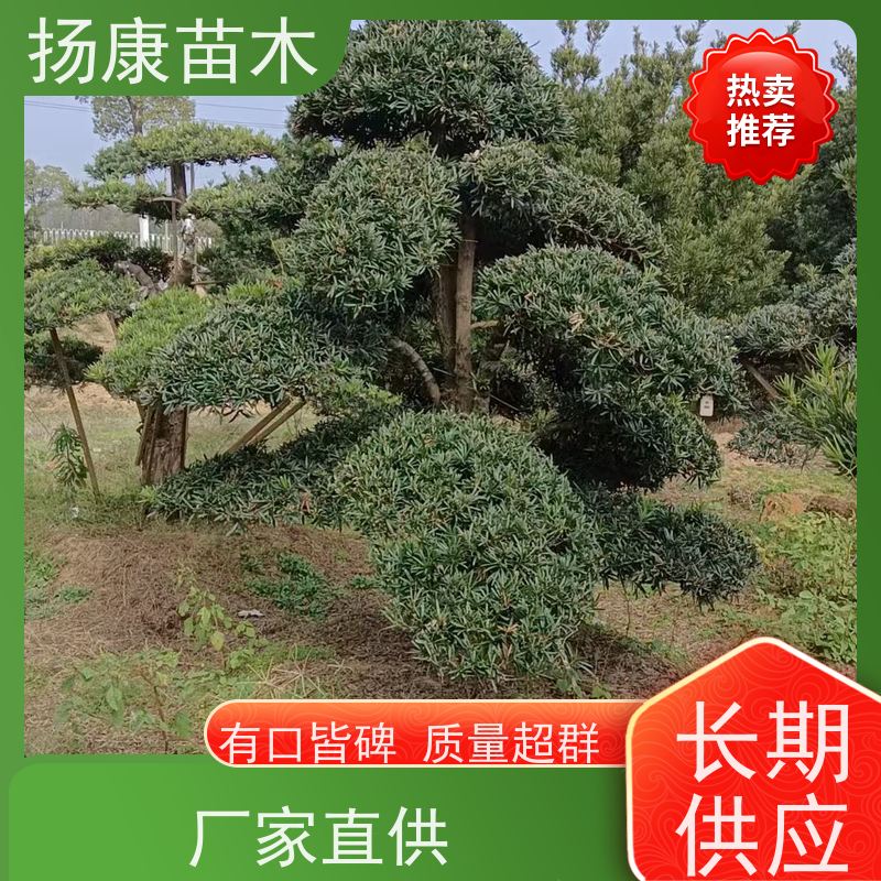 扬康苗木 全国供应 庭院小区景区别墅常绿观花盆栽 雀舌罗汉松