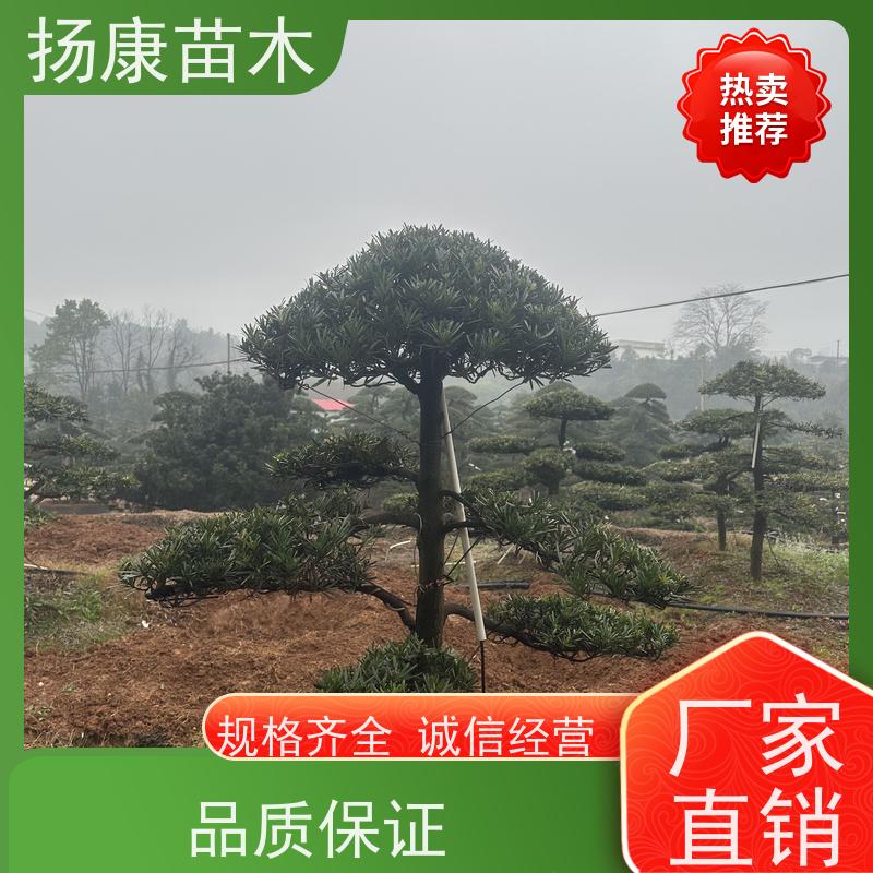扬康苗木 可购园林造型树 绿化景观优选 冠幅3米 海岛罗汉松