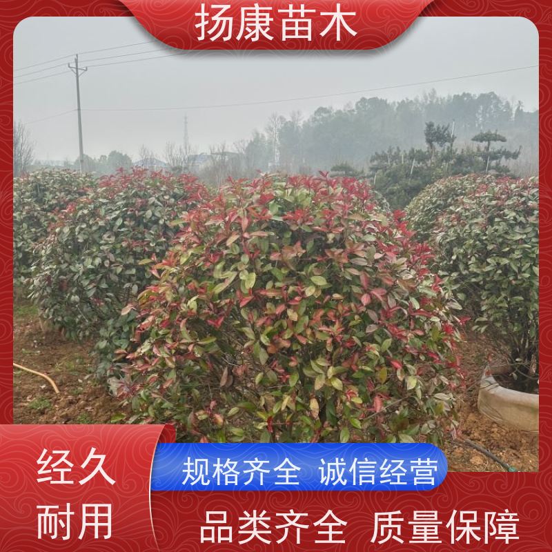 杨康苗木 冠幅饱满 景区园林绿化工程观赏球 3公分红叶石楠球