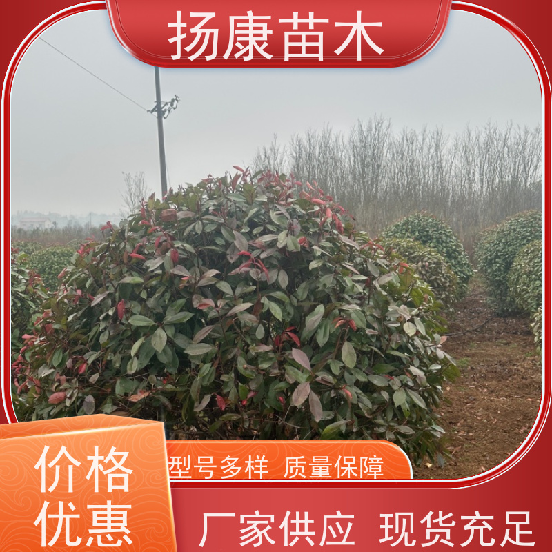 杨康苗木 叶色鲜艳夺目 行道绿篱园林绿化 观赏性高 红叶石楠球 