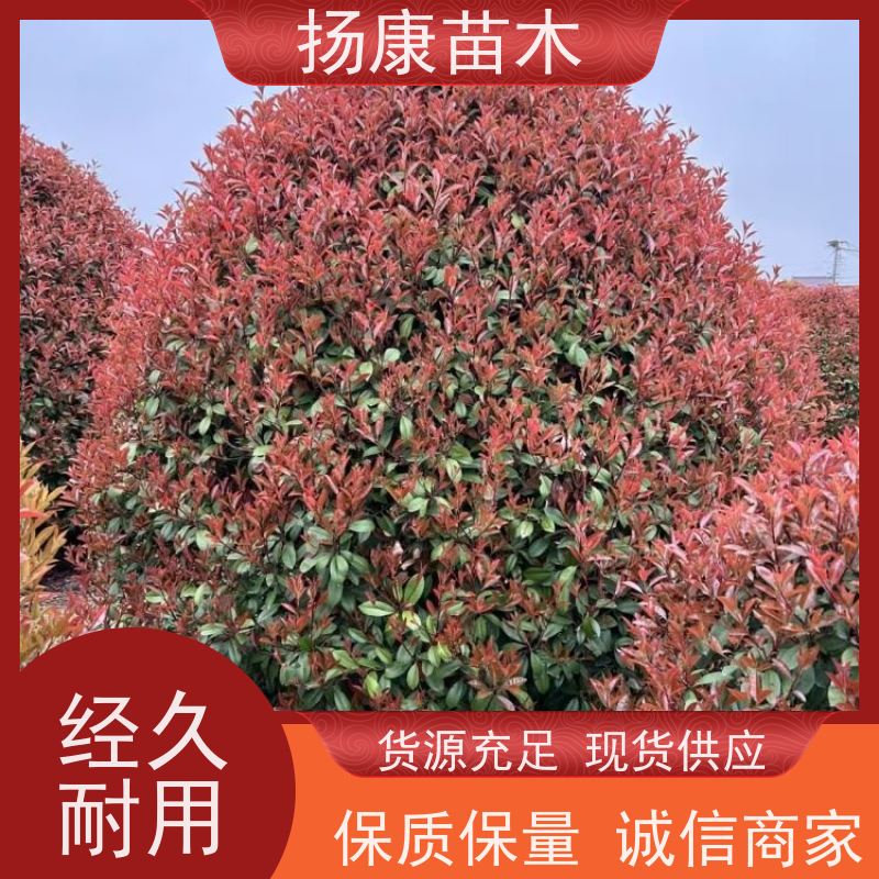 杨康苗木 冠幅饱满 景区园林绿化工程观赏球 12公分红叶石楠球