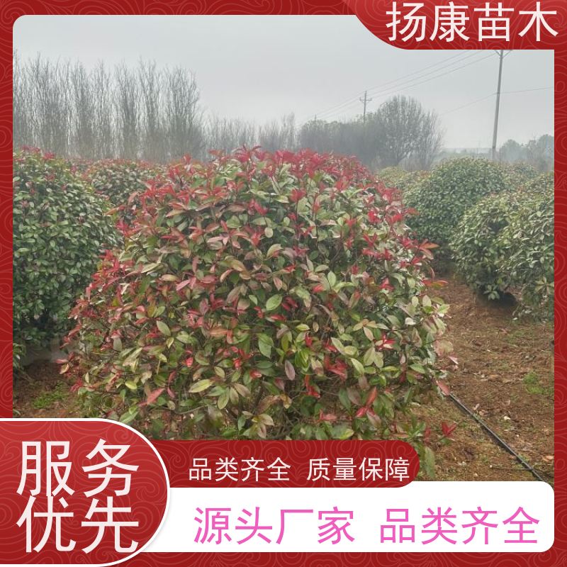 杨康苗木 观赏价值高 耐修剪造型多样 10公分红叶石楠球