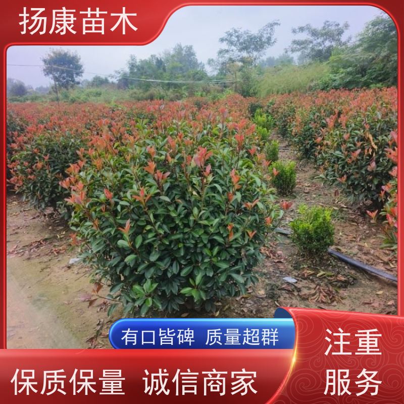 杨康苗木 现挖出售 彩叶工程绿化木易成活 1.8米红叶石楠球