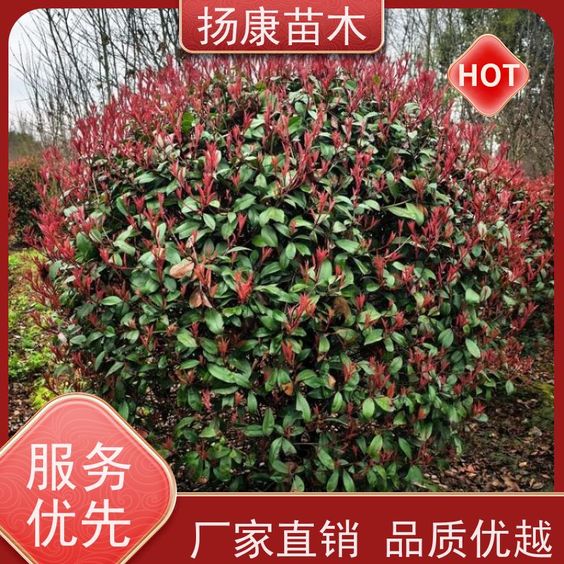 杨康苗木 80-200cm 耐阴耐旱 适应性强 红叶石楠球苗