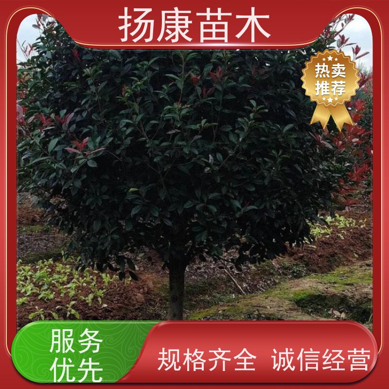 杨康苗木 常绿观叶灌木 双色叶 本地苗圃种植 红叶石楠球 