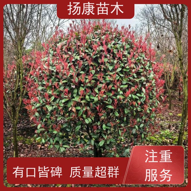 杨康苗木 观赏价值高 耐修剪造型多样 1.5米红叶石楠球