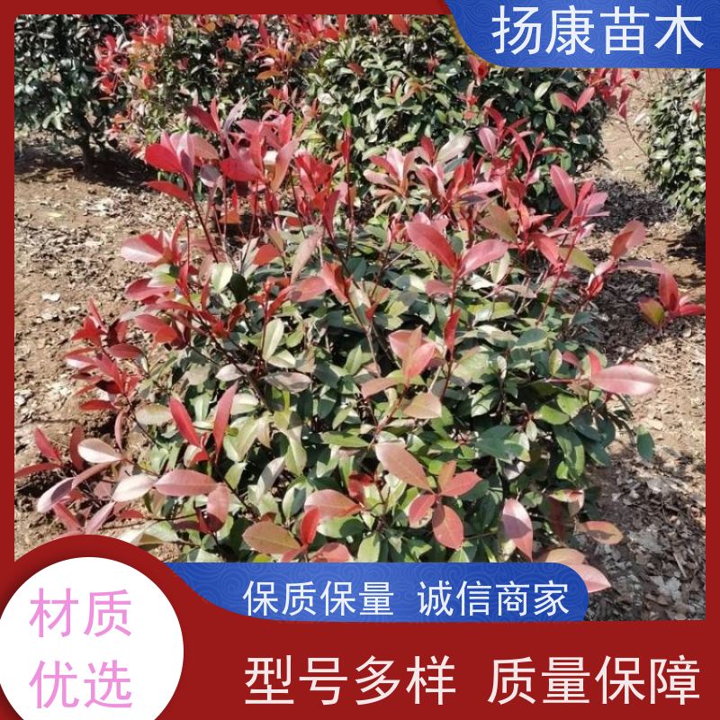 杨康苗木 冠幅饱满 庭院种植 电话咨询 2米红叶石楠球