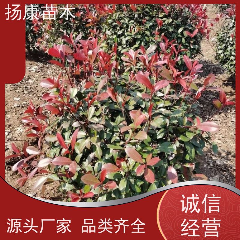 杨康苗木 城市园林绿化 耐盐碱性和耐干旱 3公分红叶石楠球