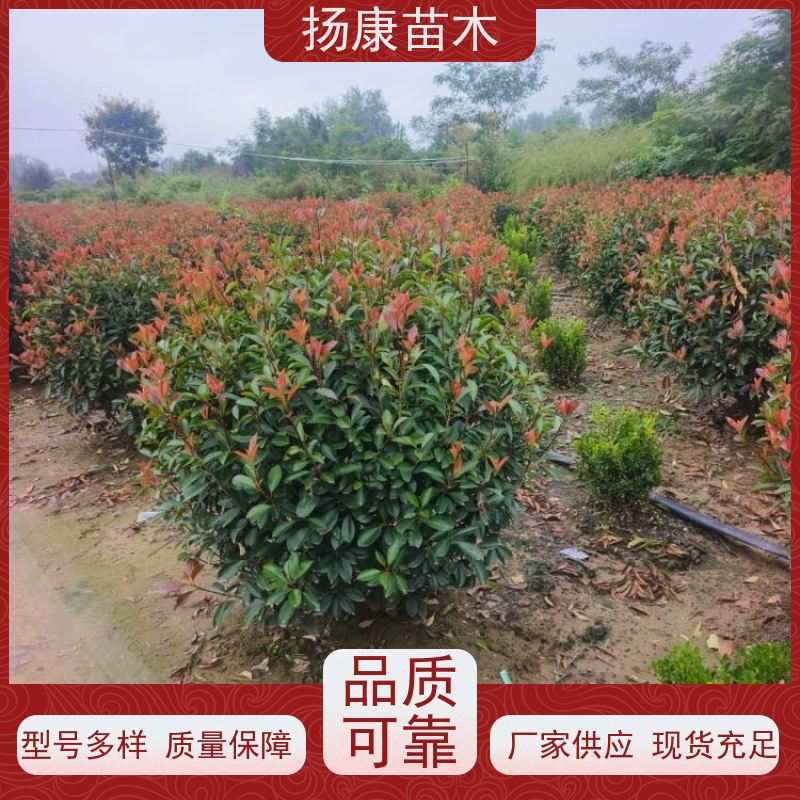 杨康苗木 冠幅1.5米高度2米基地大规格精品苗 2米红叶石楠球