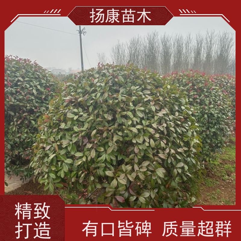 杨康苗木 庭院小区公园观赏绿化种植 源头批发 2.5米红叶石楠球
