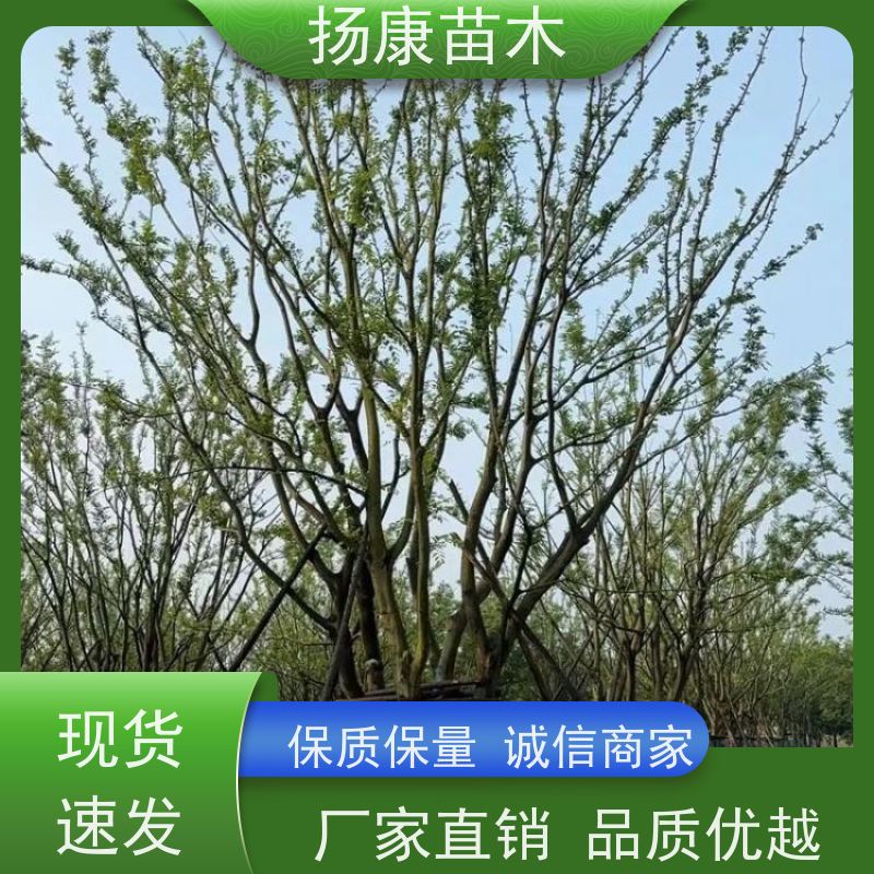 8米丛生朴树 扬康苗木 公园道路风景树行道树 现挖现卖