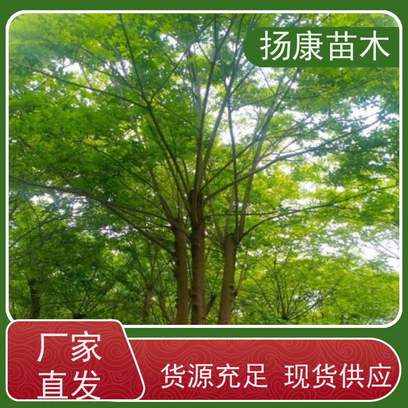 6米丛生朴树 扬康苗木 对土壤要求不严 有一定耐干旱能力 带土球发货