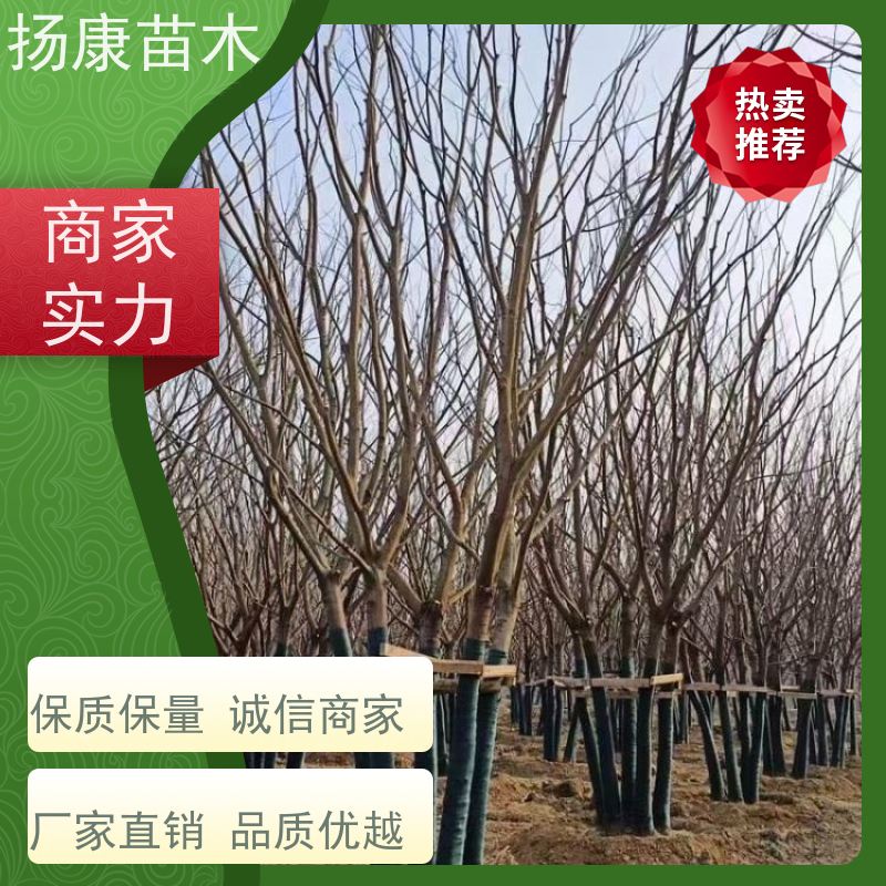12公分丛生朴树 扬康苗木 耐寒适应力较强适合公园庭院街道公路荫树