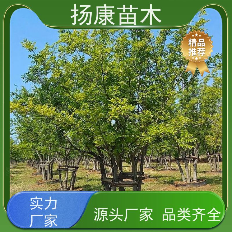 10米丛生朴树 扬康苗木 苗圃基地批发 树形精品