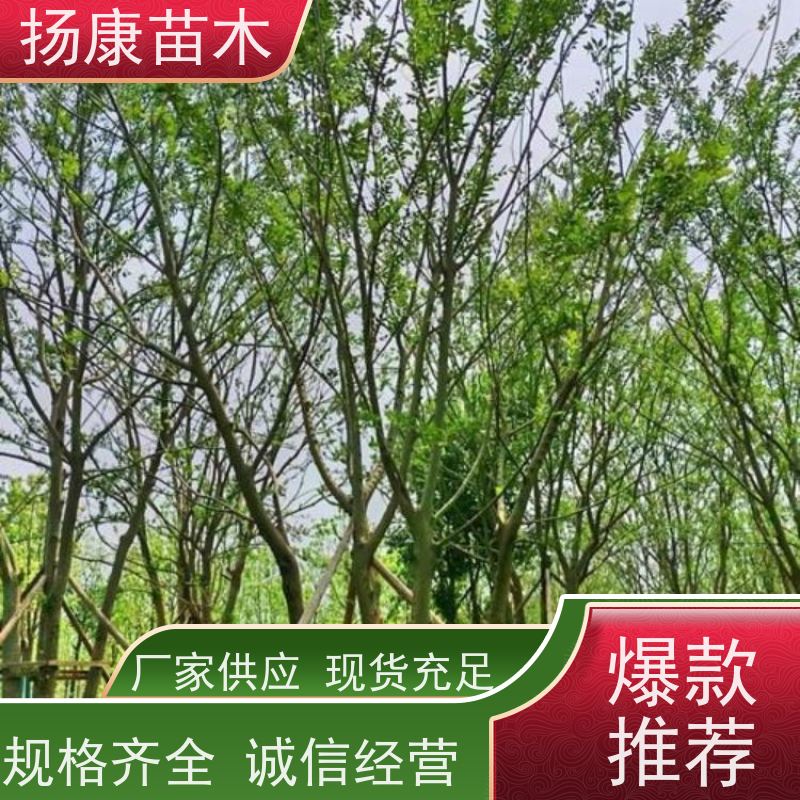 25公分丛生朴树 扬康苗木 抗风抗烟滞尘 容易存活 生长速度快