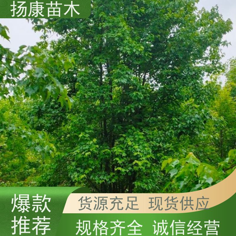 12公分丛生朴树 扬康苗木 叶色鲜艳 街道造型装饰树 自产自销