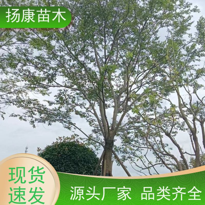 丛生朴树 扬康苗木 抗风抗烟滞尘 容易存活 生长速度快