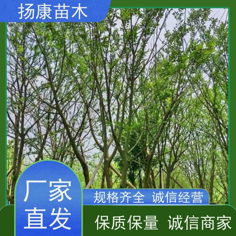 9米丛生朴树 扬康苗木 园林景观工程用 自然树冠造型美