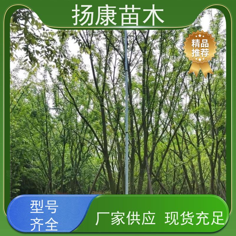 5米丛生朴树 扬康苗木 工程绿化苗 行道树 青树15公分 占地