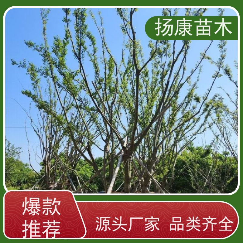 独杆丛生朴树 扬康苗木 园林景观工程用 自然树冠造型美