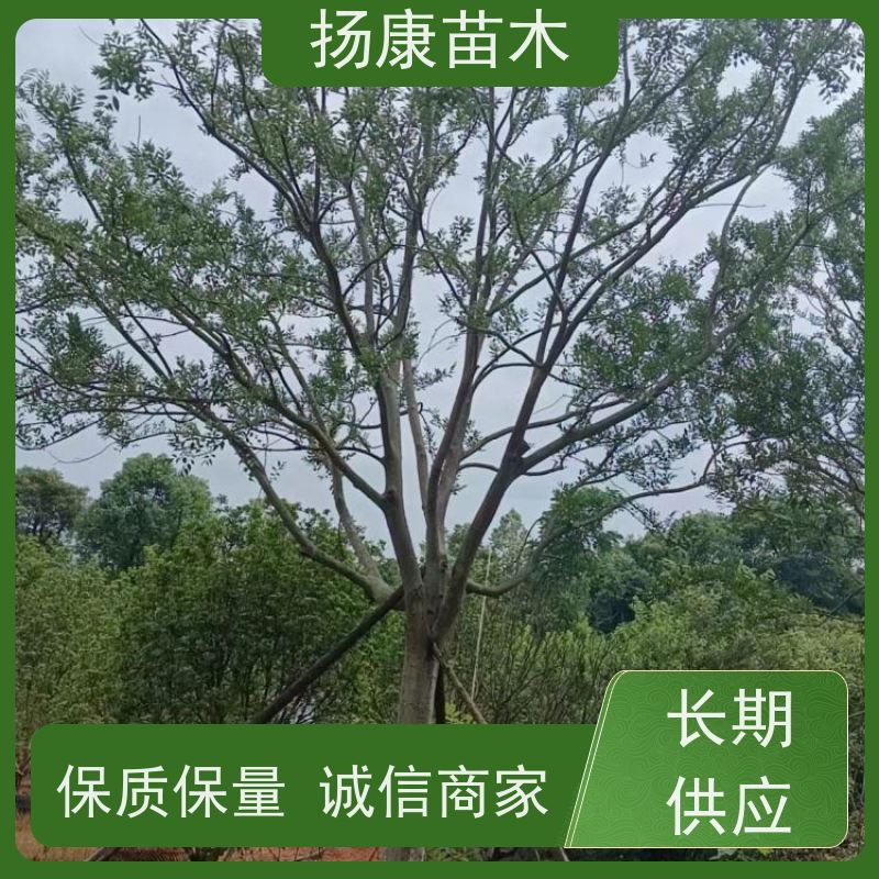 18公分丛生朴树 扬康苗木 大小规格齐全 公园广场造型绿化树 易栽培