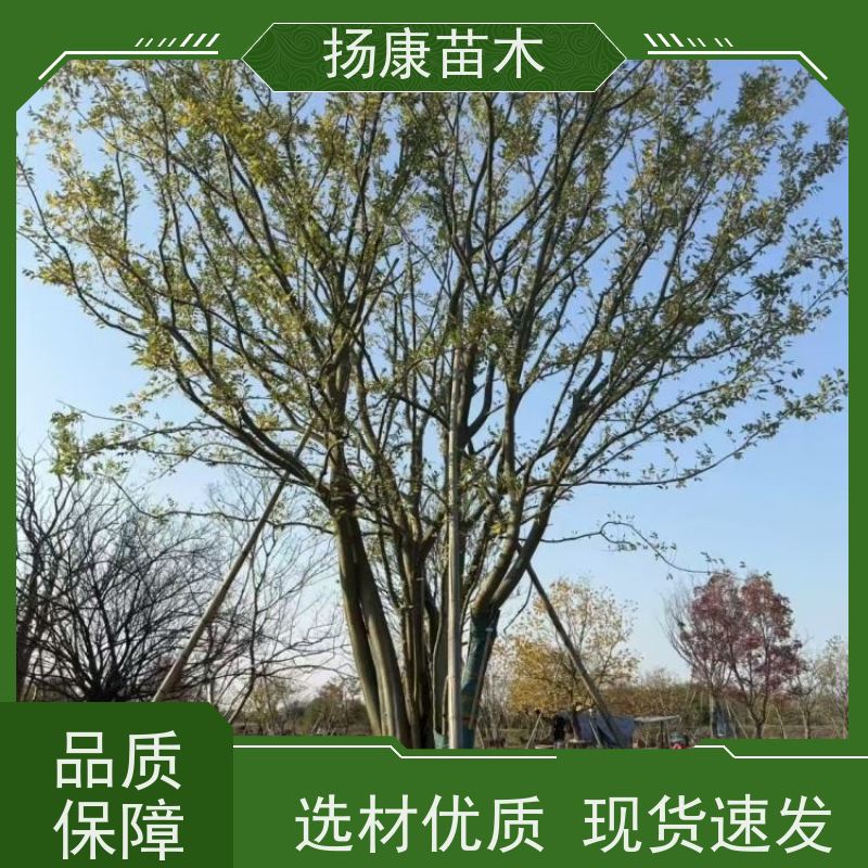 7米丛生朴树 扬康苗木 冠幅5米 高度6米 耐寒 易成活