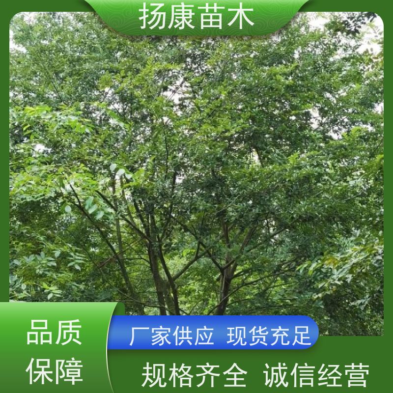 精品丛生朴树 扬康苗木 公园行道庭荫树 园林工厂矿区绿化树种
