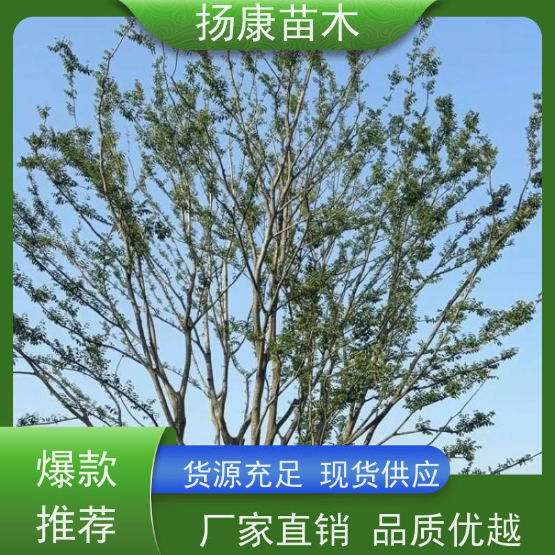 丛生朴树9米 扬康苗木 庭院植物观赏树大型绿化树 适应能力强