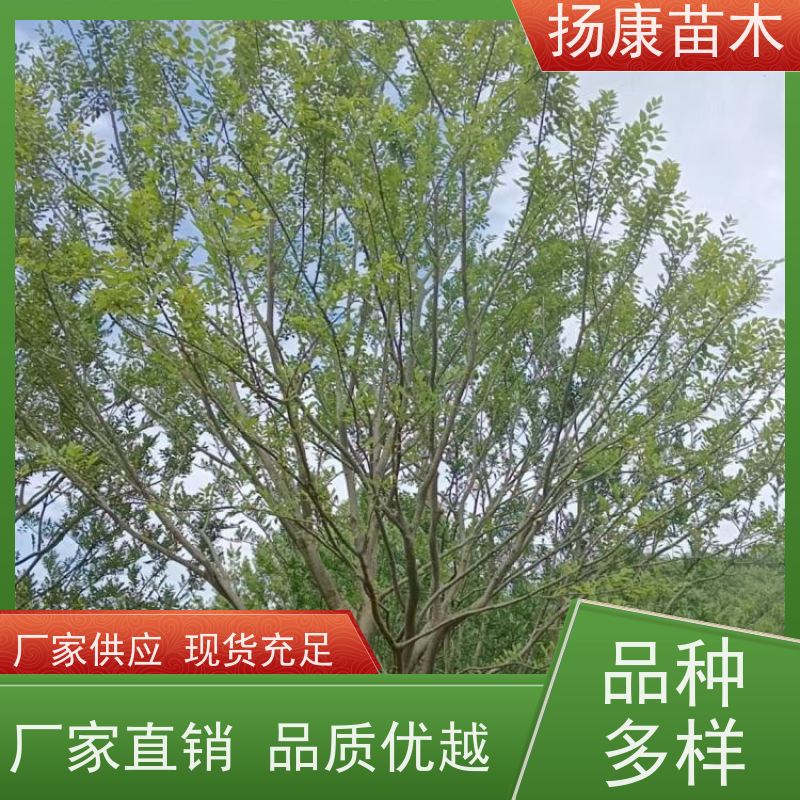 9米丛生朴树 扬康苗木 抗风抗烟滞尘 容易存活 生长速度快 观赏风景