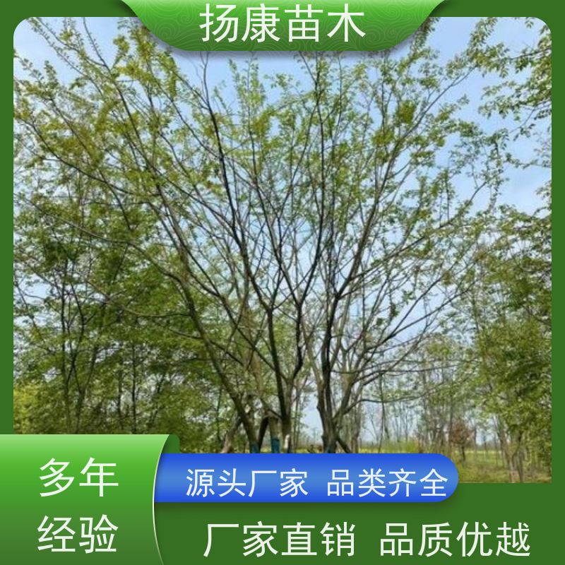 朴树 扬康苗木 各规格齐全 景区园林绿化工程行道树