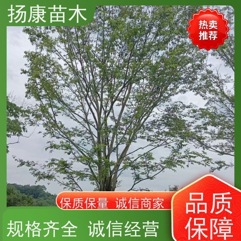 15公分丛生朴树 扬康苗木 园林行道绿化露地栽培 根系发达